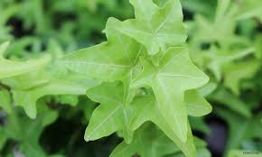 アイビー ヘデラ の育て方 植え替えや剪定 枯れる原因は Horti ホルティ By Greensnap