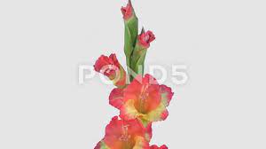 Time Lapse Of Opening Hybrid Gladiolus Flower 4k With Alpha Channel Stock Footage Hybrid Gladiolus Opening Time Gladiolus Flower Gladiolus Alpha Channel