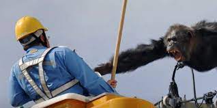 A Chimp Escaped From a Japanese Zoo and Took to the Wires