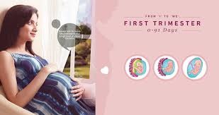 First Trimester 1 To 80 Days Of Pregnancy From I To We Birthright By Rainbow Hospitals Pregnancy > week by week. first trimester 1 to 80 days of