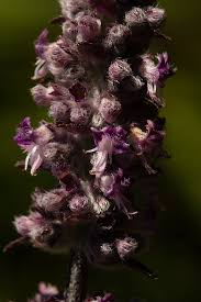 Image result for Platostoma strictum