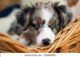 They are kid friendly and well socialized. Dog Miniature Australian Shepherd Puppy Stock Photo Edit Now 1205839081