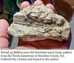 Image result for Oreophyton