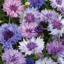 Pests and diseases of annual herbs. Centaurea Blue Lagoon Seeds Hardy Annual Seeds