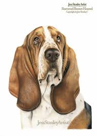 bommel basset hound by jess stanley artist in coloured pencil basset colouredpencil basset hound art yorkie painting pet portraiture