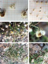 Image result for Tridax procumbens