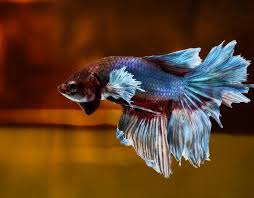 Pin By Herman Eddy On Betas Betta Fish Betta Fish Tank Betta