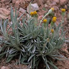 Image result for Senecio purpureus