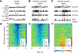 Occurrence of Hippocampal Ripples is Associated with Activity Suppression  in the Mediodorsal Thalamic Nucleus