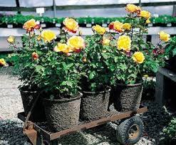 Growing Roses In Containers Rose Bush Care For Pots Growing Roses Rose Bush Care Rose Care