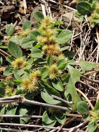 Image result for Alternanthera pungens