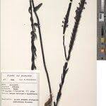 Image result for Buchnera usuiensis