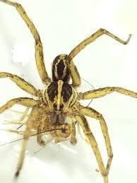 Chemical sprays can be effective in killing the tiny spiders in your house as well. What Kind Of Spiders Are The Tiny Gnat Sized Spiders That I Am Currently Finding All Over My House Are They At All Dangerous I Swear I Kill Them And Knock Down