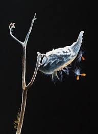Milkweed Pod And Seeds Original Art Painting By Jacqueline Gnott Dailypainters Com Milkweed Pods Milkweed Art Milkweed