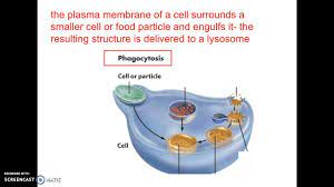 Maybe you would like to learn more about one of these? Dr Hunter Cell Biology Intra Cellular Trafficing