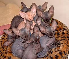 The scientists have stated that people experience a range of positive effects when they stroke these furry creatures. Baby Kittens For Free Craigslist Zona Ilmu 2