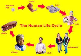 Human Life Cycle Life Cycles Animal Life Cycles