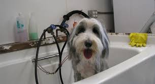 Feb 02, 2021 · at a minimum, it's advised to bathe your dog at least once every three months. 10 Things Your Dog Groomer Wishes You Knew