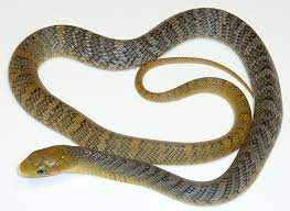 Juvenile Yellow Tail Cribo Yellow Snake Reptiles