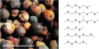 Image result for Scorodophloeus