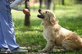 This will cause him to anticipate a recall. Ask Our Trainers What S The Best Way To Teach My Dog To Stay American Kennel Club