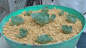 七福神の挿し木 鹿沼土だけで植えてみた Youtube
