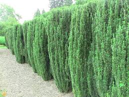 Learn more about what trees and shrubs would make the best privacy below, find the trees and shrubs that will secure your space the fastest. Top Screening Plants For Your Garden And Hedging Shrubs