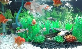 Ikan diskus adalah salah satu ikan hias air tawar yang banyak peminatnya. 5 Cara Budidaya Ikan Mas Koki Di Aquarium Beserta Tips Perawatan Teknikbudidaya Com
