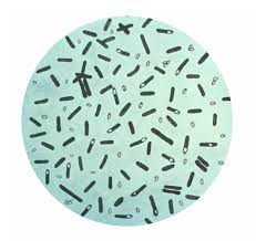 These bacteria manufacture a chemical poison known as. Clostridium Botulinum Wikipedia