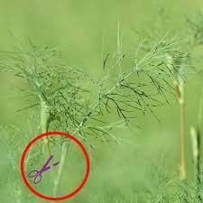 Dill is a very flavorful herb that magically turns any soup, dish, or dips to taste so heavenly. All About Growing Dill Planting Pruning Harvesting Better Gardener S Guide How To Grow Dill Harvesting Herbs Plants