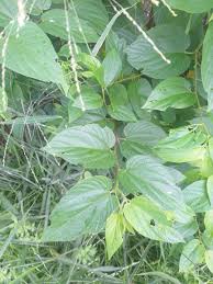 Image result for Grewia micrantha