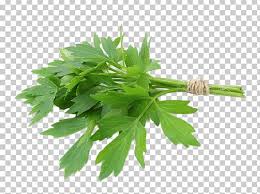 Lovage Png Herbs Nature Herbs Png Image