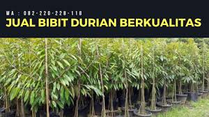 Murah 082 220 228 118 Bibit Durian Musang King Jual Bibit Durian Musang King Yogyakarta Pohon Hijau Buah