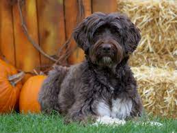 Portuguese water dogs are robustly built dogs, with a solid muscular body and distinctly webbed toes which the breed can have a curly or wavy coat usually in black, brown, black and white or brown and white. Portuguese Water Dog Full Profile History And Care