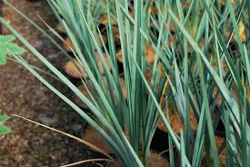For north of sydney and qld cassa blue. Dianella Cassa Blue Emerald Plants