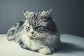 Kucing persia merupakan jenis kucing yang sangat digemari oleh pecinta kucing dan sebagian besar orang. Kucing Ras Persia Abu Abu Hitam Hewan Peliharaan Pikist