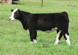 Black Angus Calves For Sale Near Me Black Badly Cattle Cross Between Hereford And Angus Beautiful Cattle Cattle Farming Animals