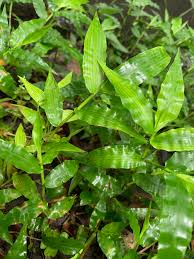 Image result for Oplismenus compositus