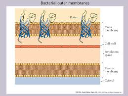 Gonorrhoeae expresses a single porin protein from the porb locus. Integral Proteins Some Transmembrane Transport Proteins Are Porins That Form Aqueous Channels Through Membranes Some Integral Proteins Anchored To The Ppt Download