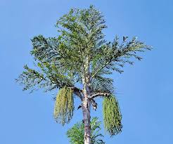 Image result for Caryota