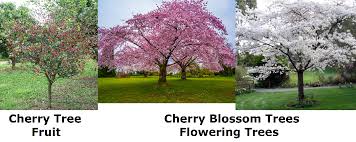 Home minecraft texture packs trending. New Biome Called Cherry Blossom Grove Minecraft Feedback