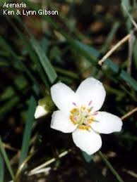 Image result for Caryophyllaceae