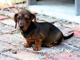 The spca of texas completes rigorous medical and behavioral testing on every animal in our care. Dachshund Resources In Texas Steemit