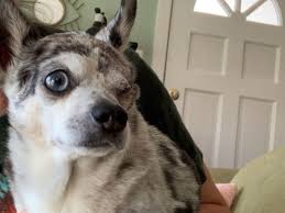 Nastyvideotube.com is not in any way responsible for the content of the pages to which it links. Kleiner Held Ganz Gross Dackel Rettet Hundefreund Vor Lowenangriff Bunte De