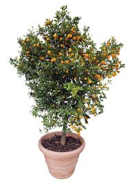 Best for ferns and succulents, this indoor planter for walls is limited in size—primarily due to its vertical configuration. 4 Trees That Flourish In Large Planters