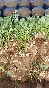 Menanam kacang tanah tidaklah terlalu sulit seperti yang dibayangkan banyak orang. Cara Tanam Kacang Tanah Tanpa Guna Racun Serangga Tapi Hasil Banyak Impiana