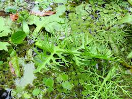 Image result for Ceratopteris