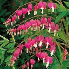 Pink Bleeding Heart Bleeding Heart Bleeding Heart Flower Shade Perennials