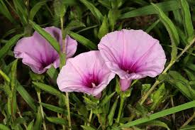 Image result for Ipomoea crassipes