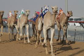 In abu dhabi during the winter months camel racing begins and is a very popular attraction for the locals throughout the uae. Top 8 Famous Most Watched Out Sports In Uae